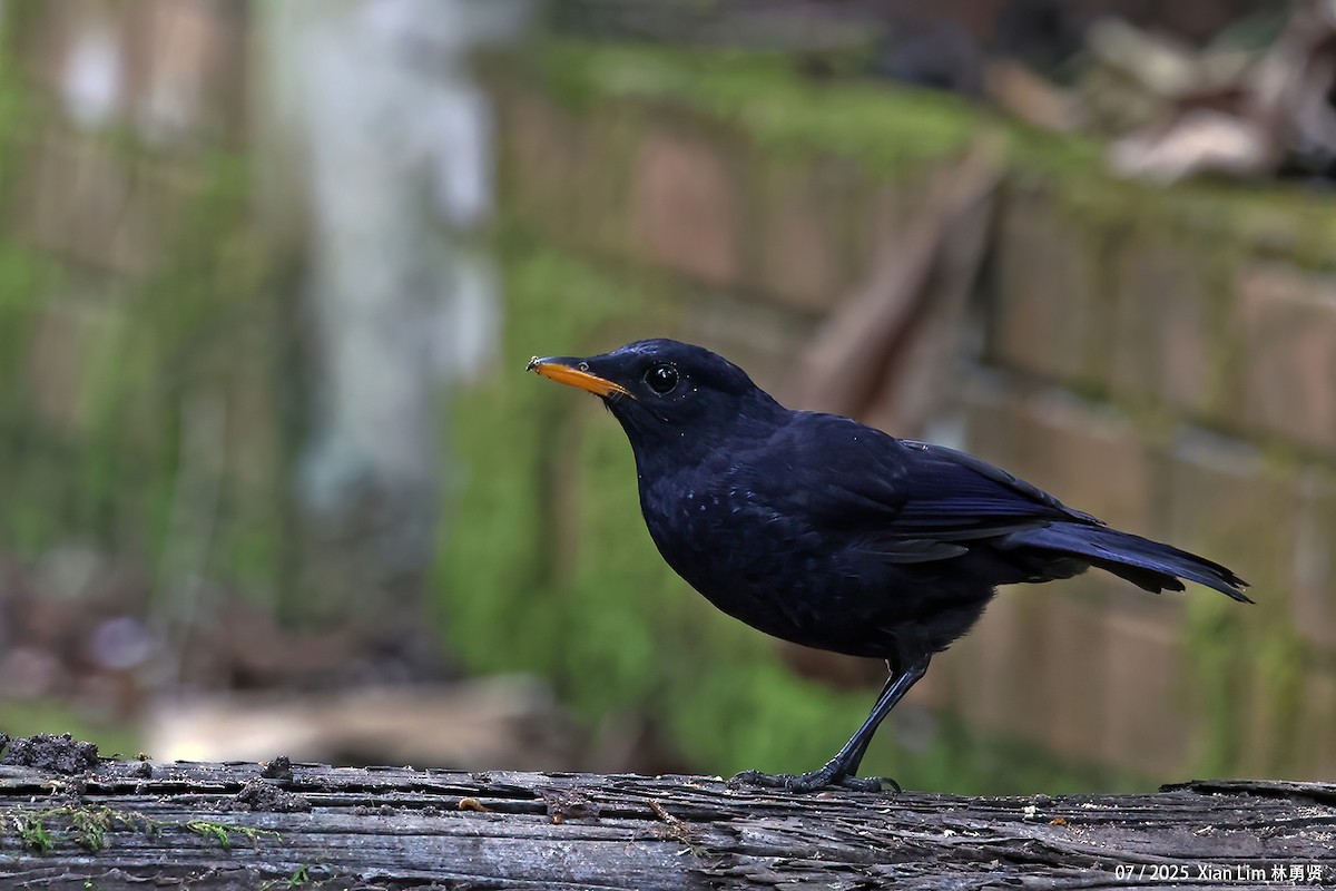 Malayan Whistling-Thrush - ML650753087