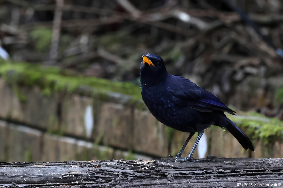 Malayan Whistling-Thrush - ML650753089