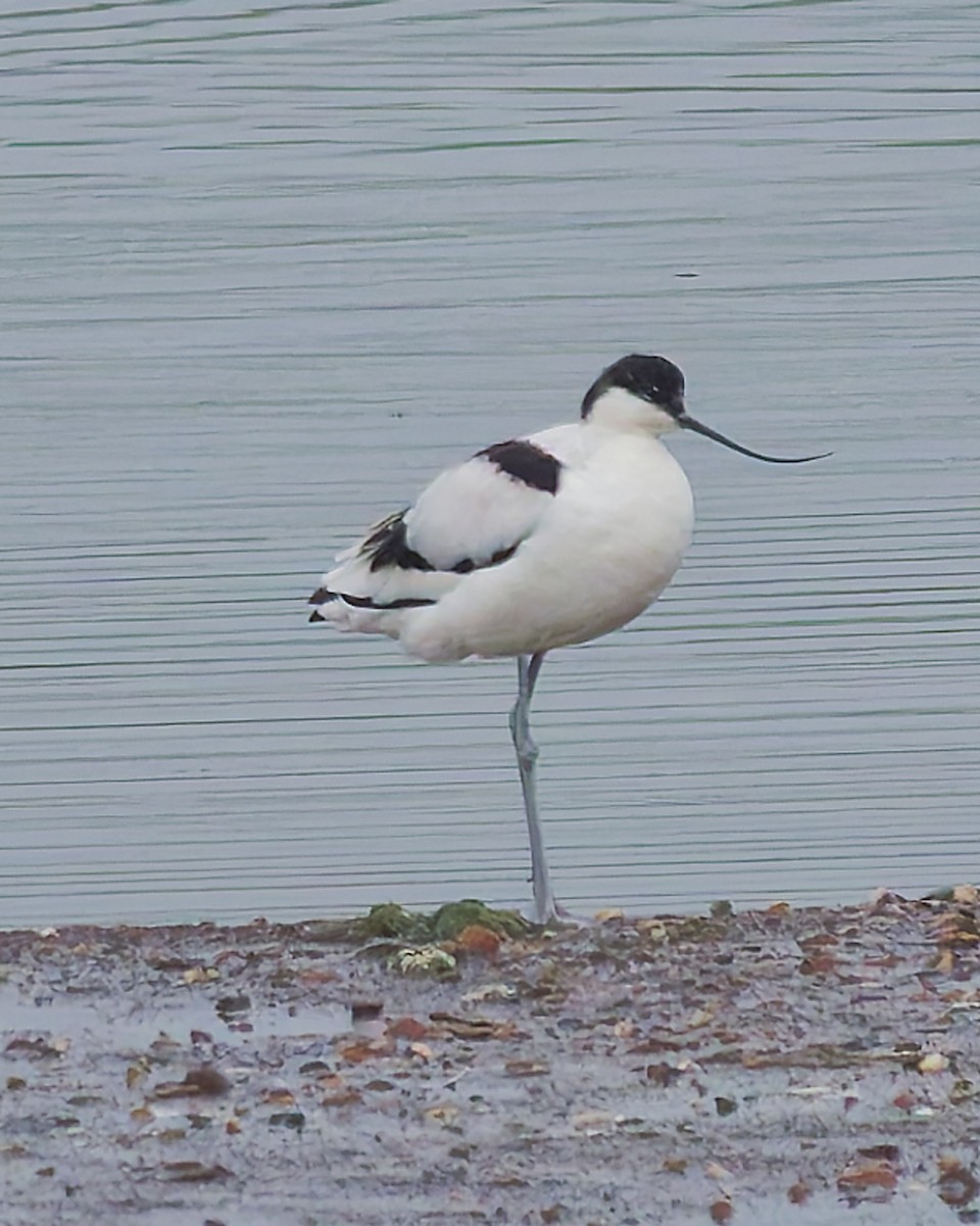Pied Avocet - ML650753226