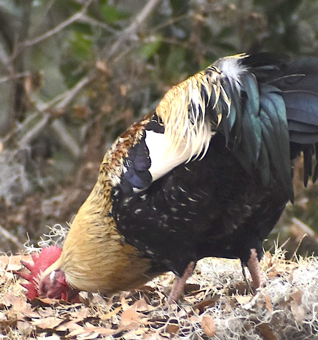 Animals - ML650753467