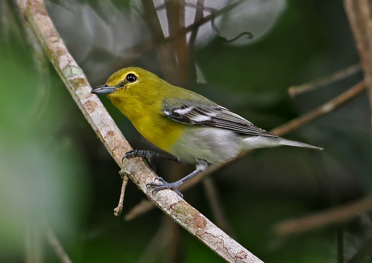 Yellow-throated Vireo - ML650753589