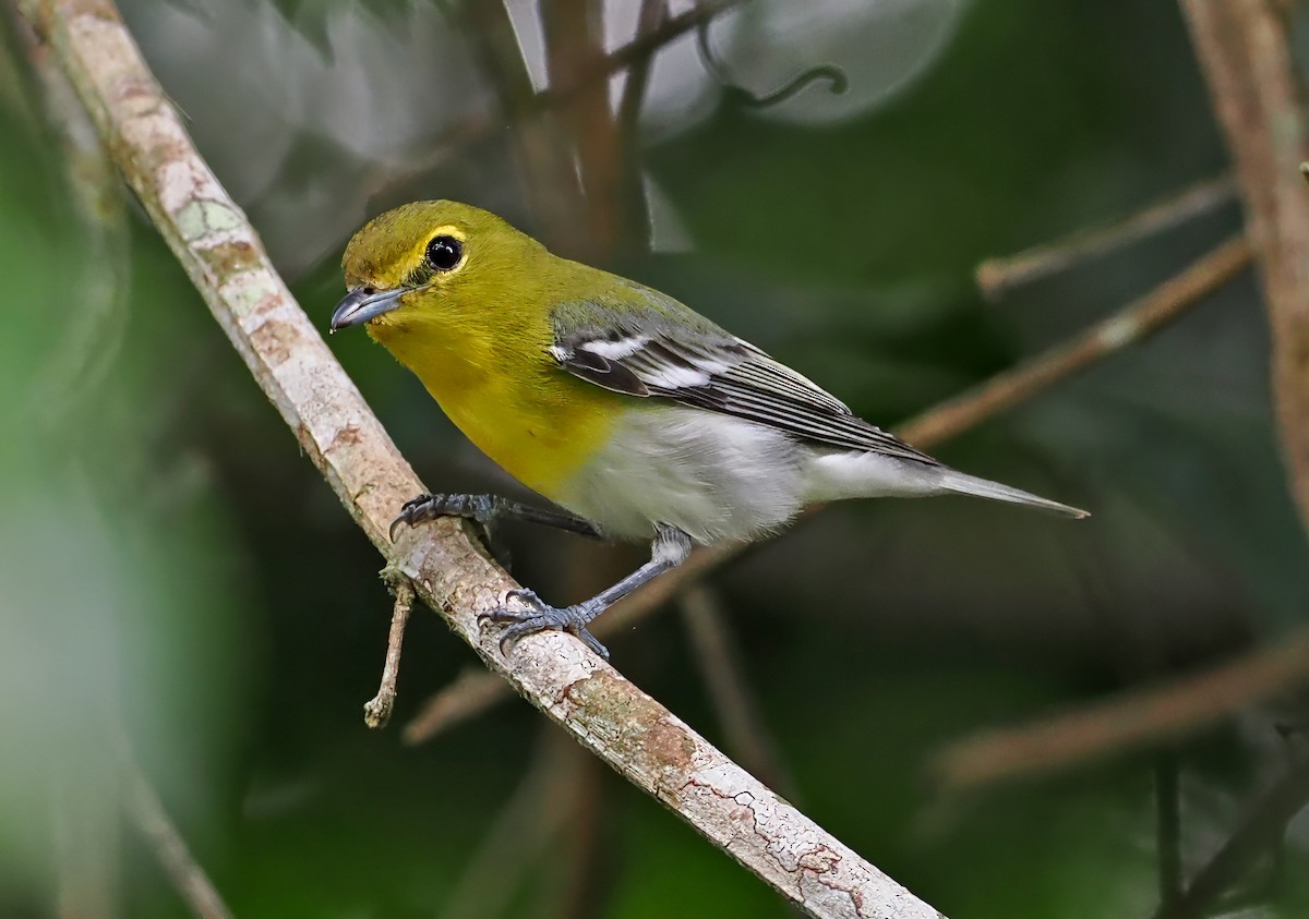 Yellow-throated Vireo - ML650753590