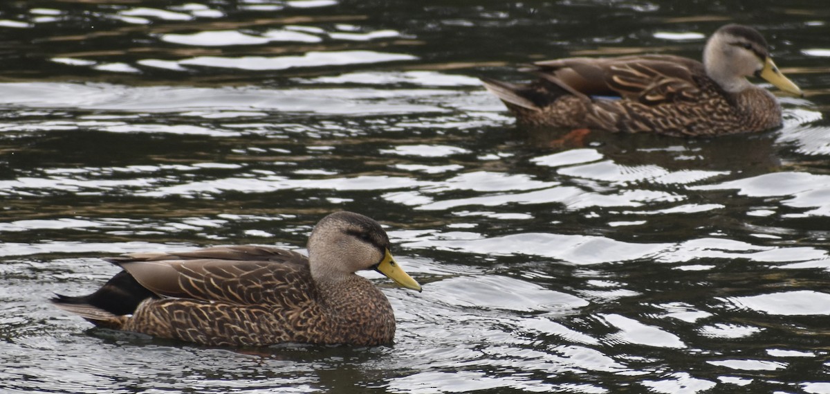 Mottled Duck - ML650753697