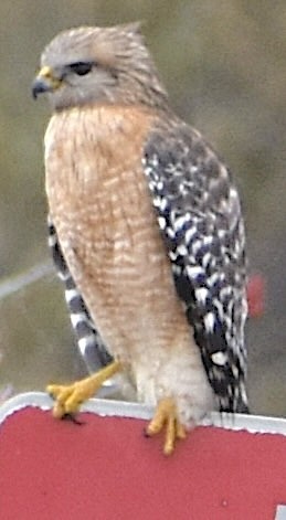 Red-shouldered Hawk - ML650753716