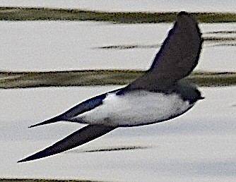 Tree Swallow - ML650753724