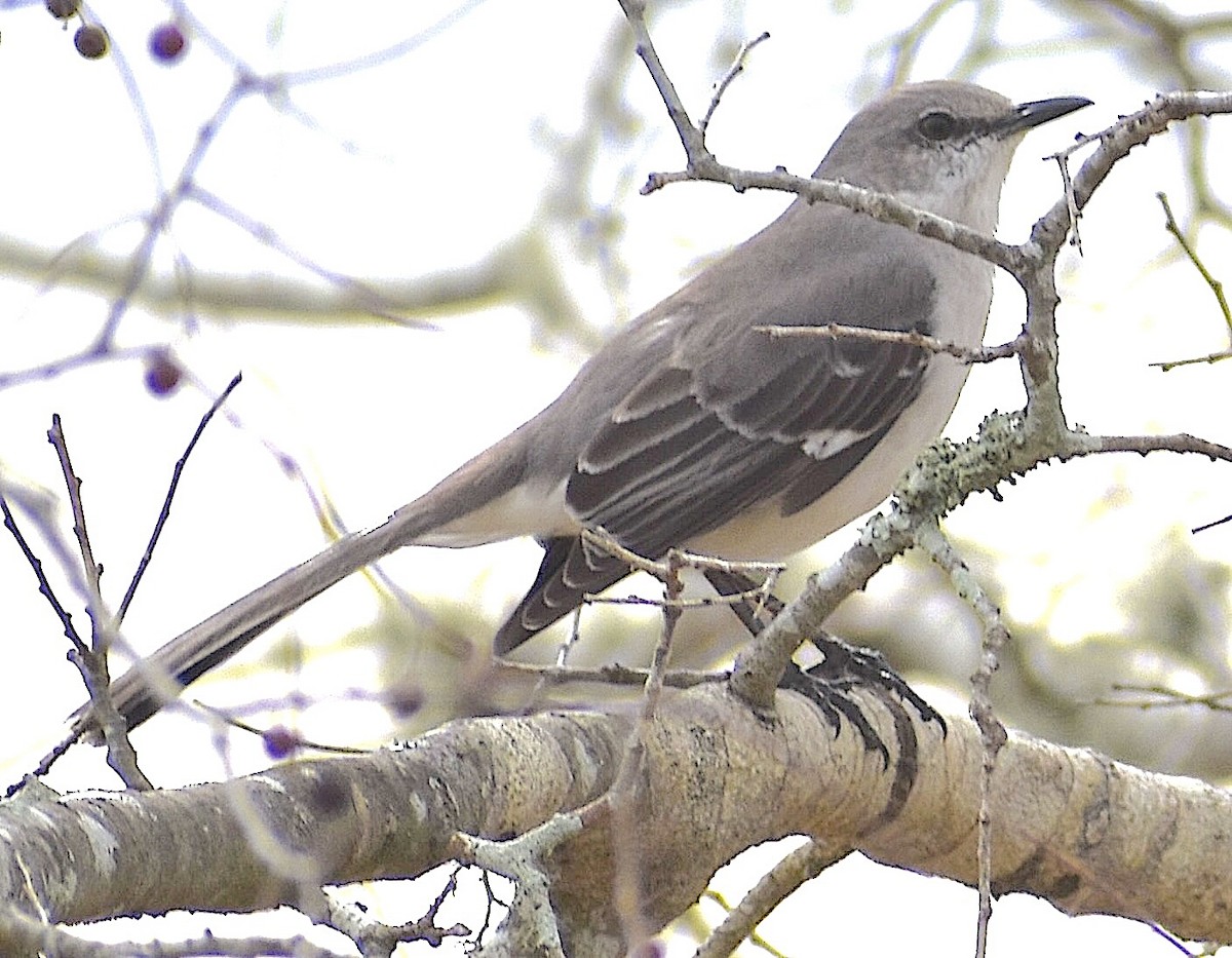 Northern Mockingbird - ML650753737