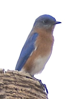 Eastern Bluebird - ML650753742