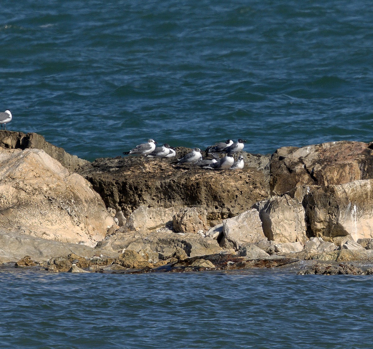 Laughing Gull - ML650753751