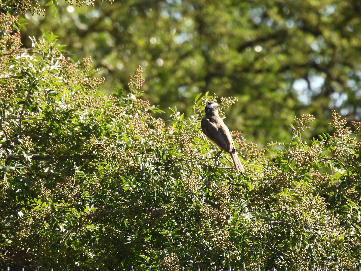 Great Kiskadee - ML650753815
