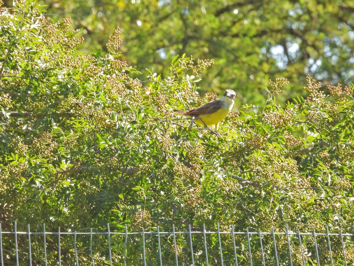 Great Kiskadee - ML650753816