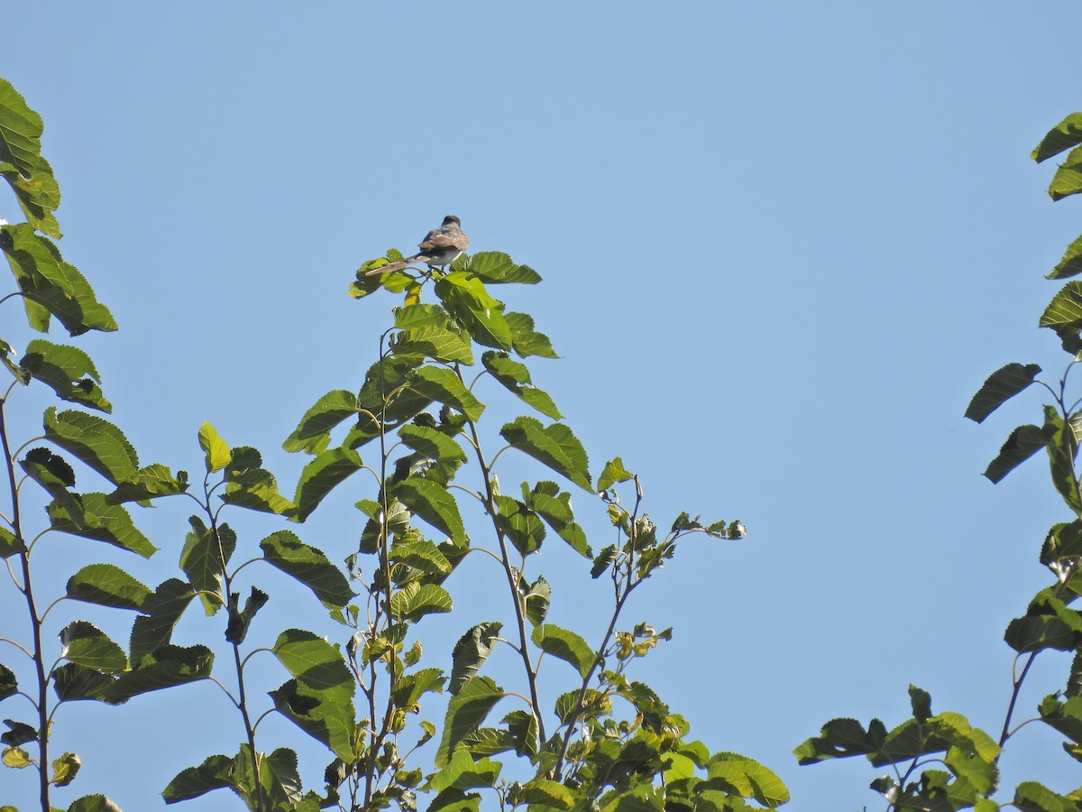 Fork-tailed Flycatcher - ML650753827