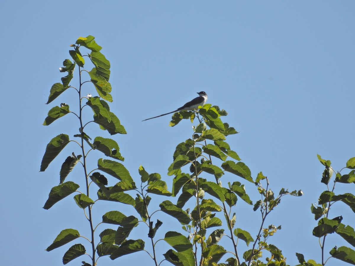 Fork-tailed Flycatcher - ML650753828