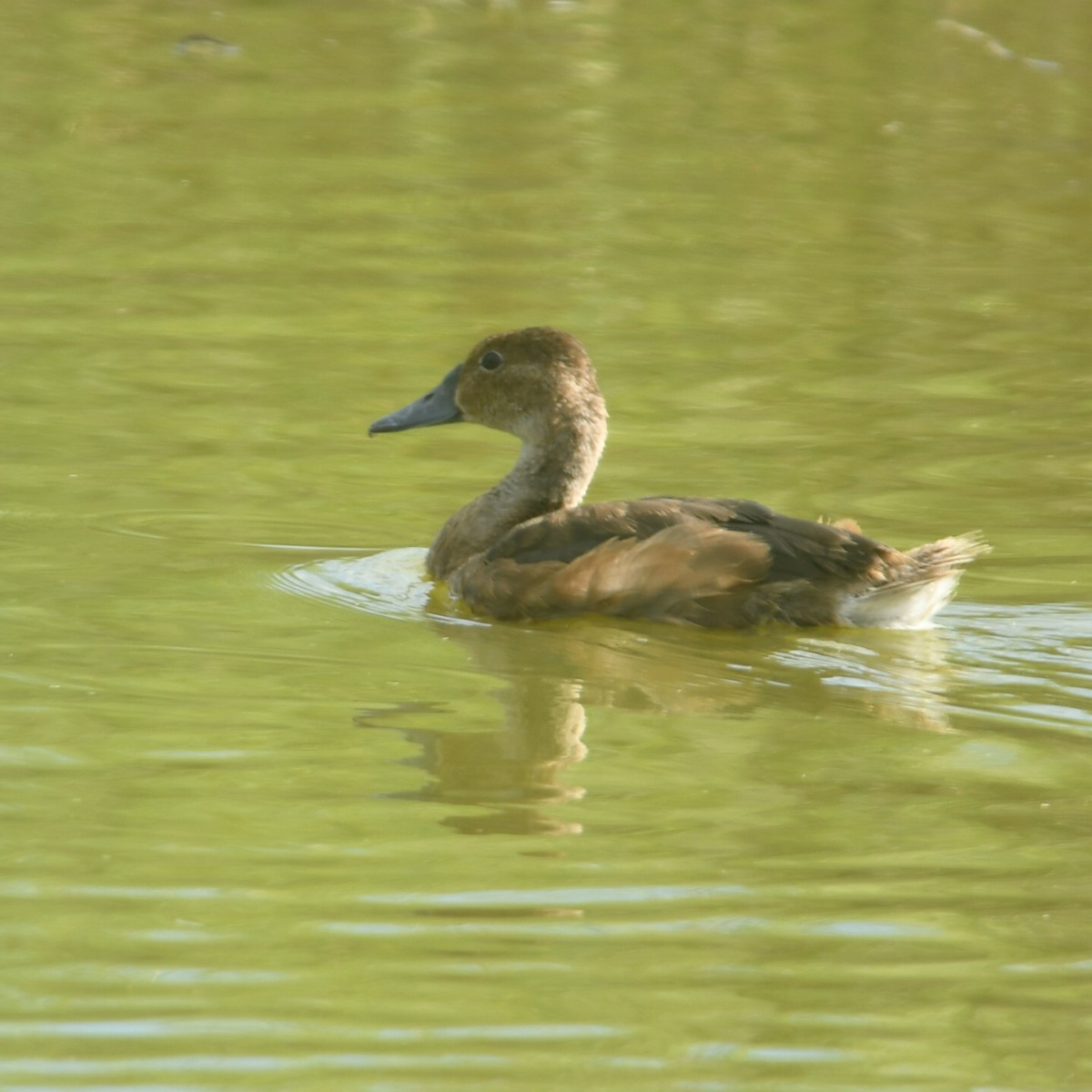 Rosy-billed Pochard - ML650753852