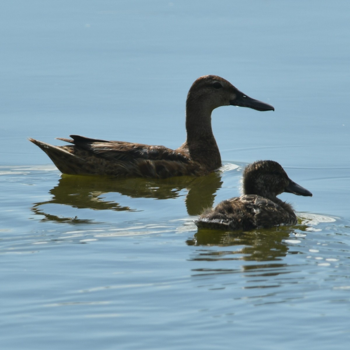 Black-headed Duck - ML650753860