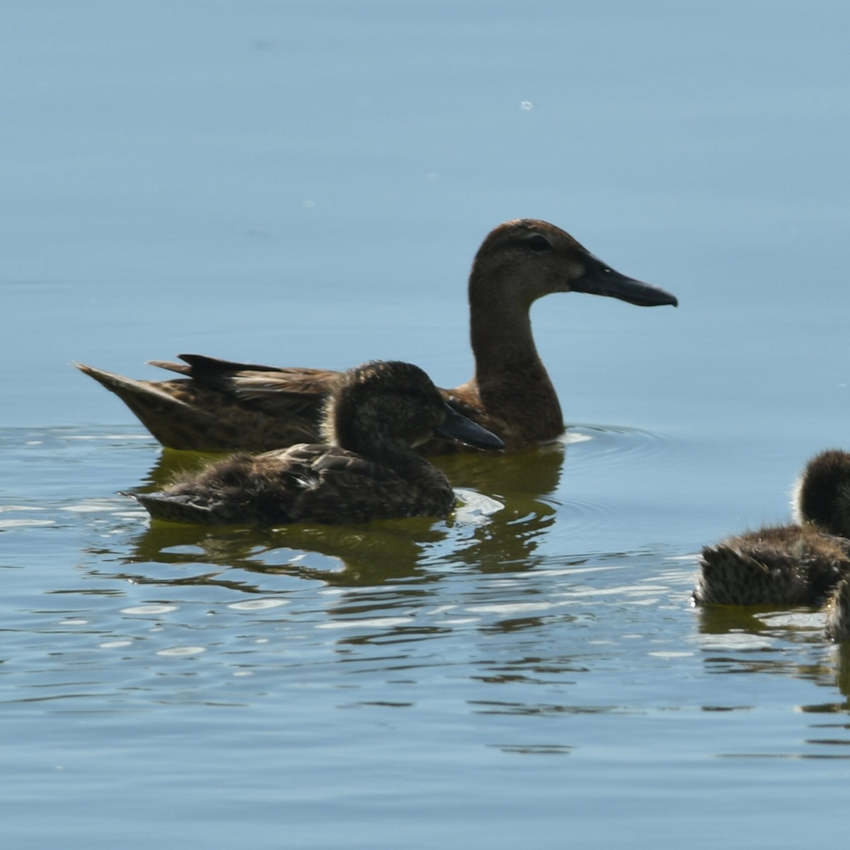 Black-headed Duck - ML650753864