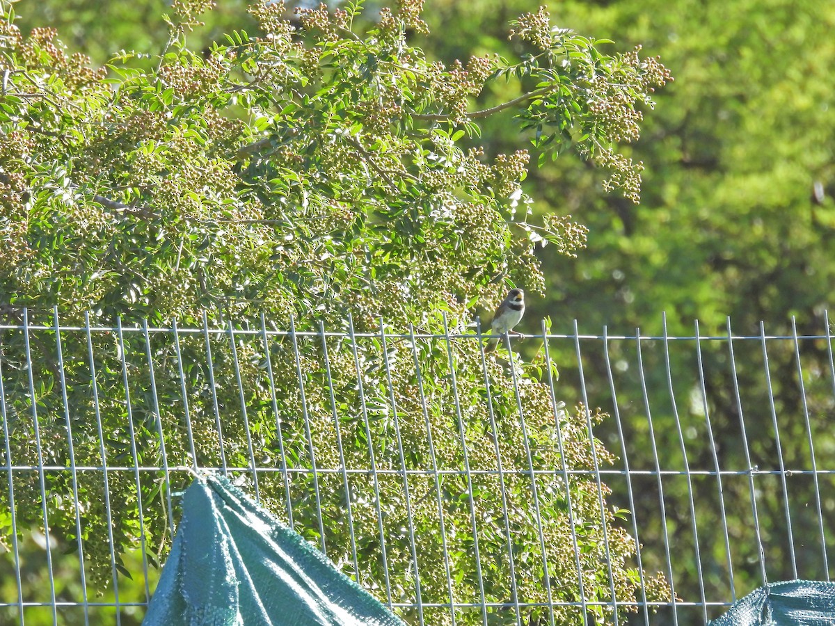 Double-collared Seedeater - ML650753889