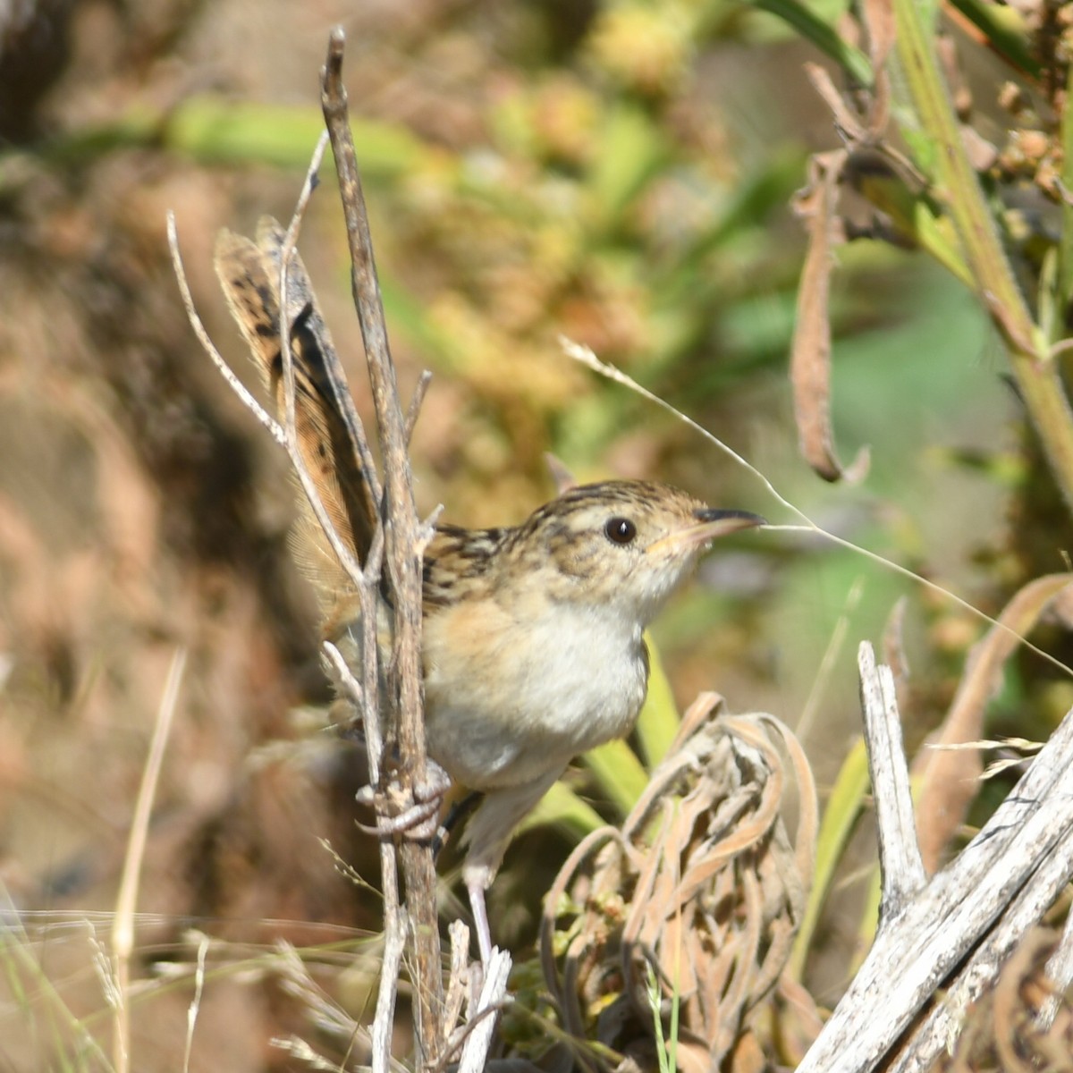 Grass Wren - ML650753900