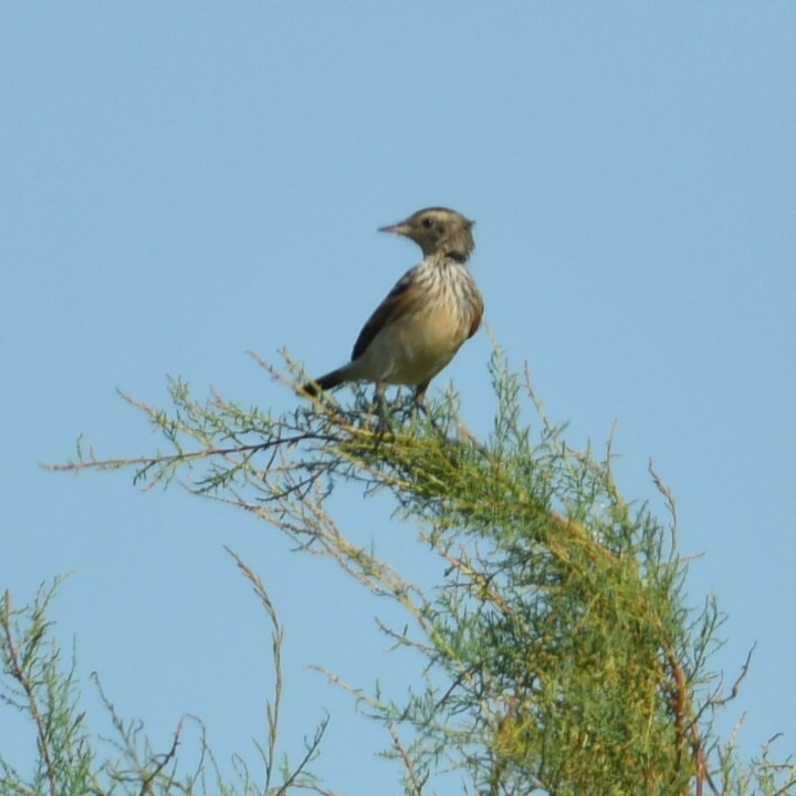 Spectacled Tyrant - ML650753952