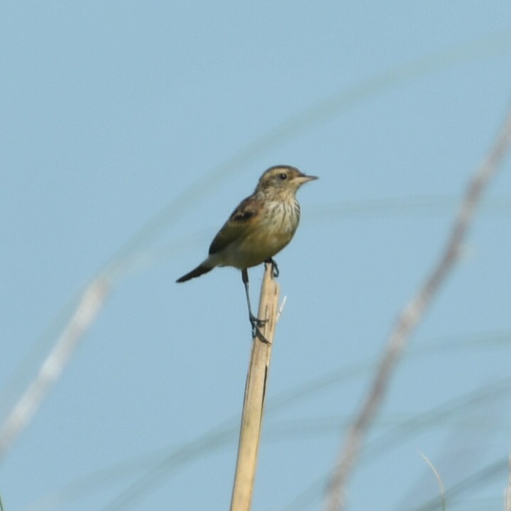 Spectacled Tyrant - ML650753976