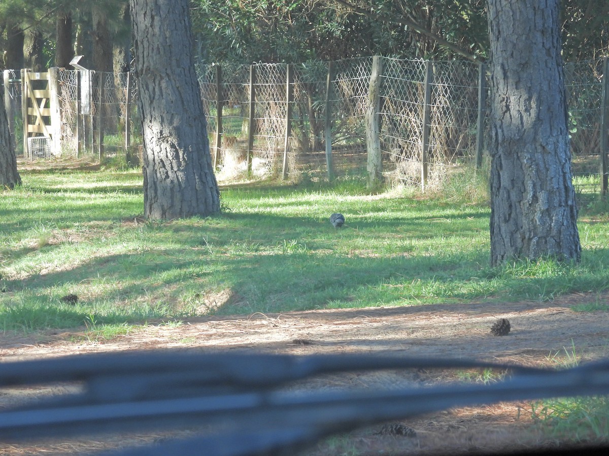 Spot-winged Pigeon - ML650753983