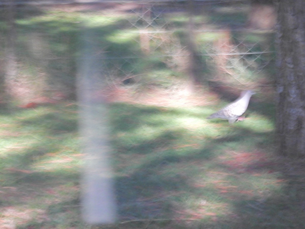 Spot-winged Pigeon - ML650753985