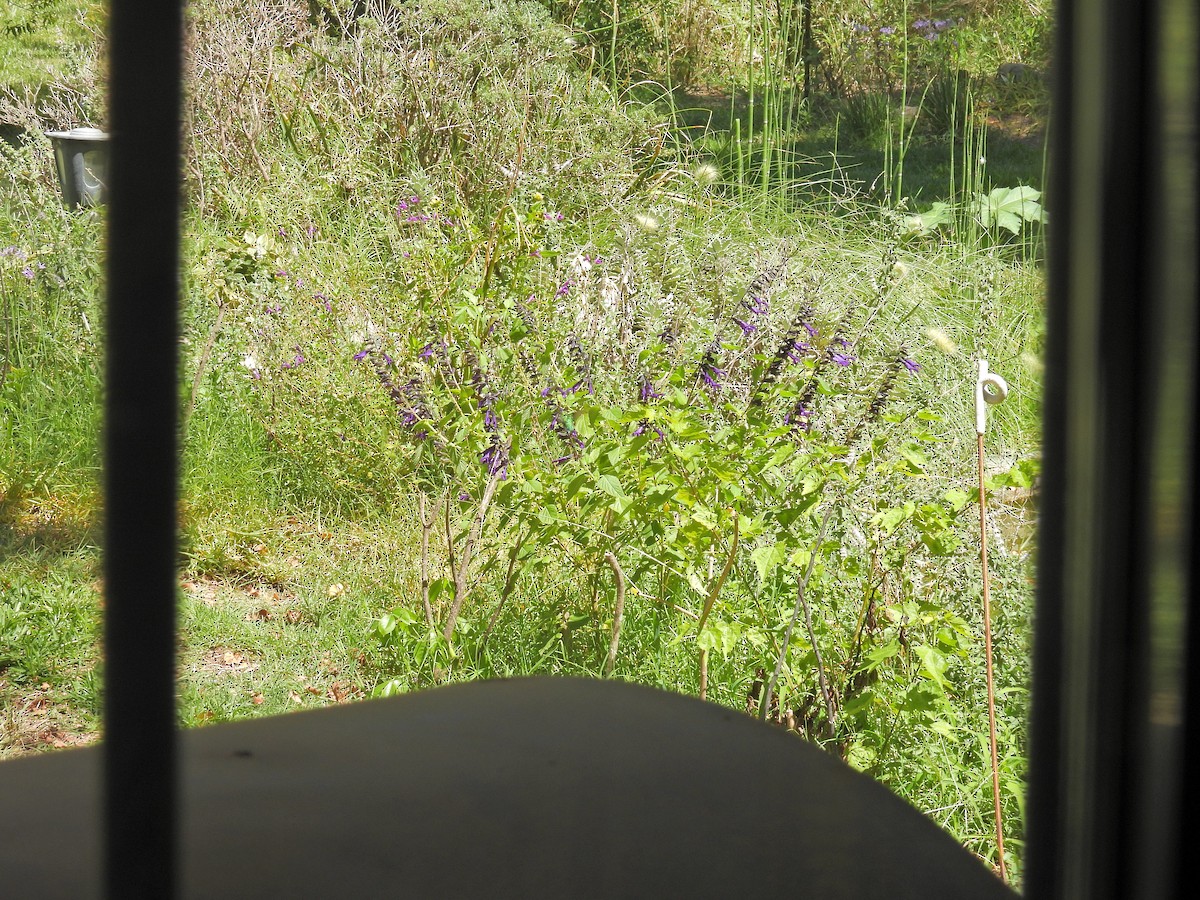 Glittering-bellied Emerald - ML650754000