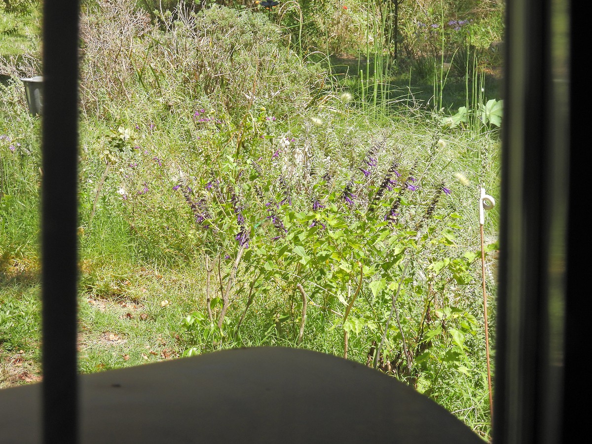 Glittering-bellied Emerald - ML650754001