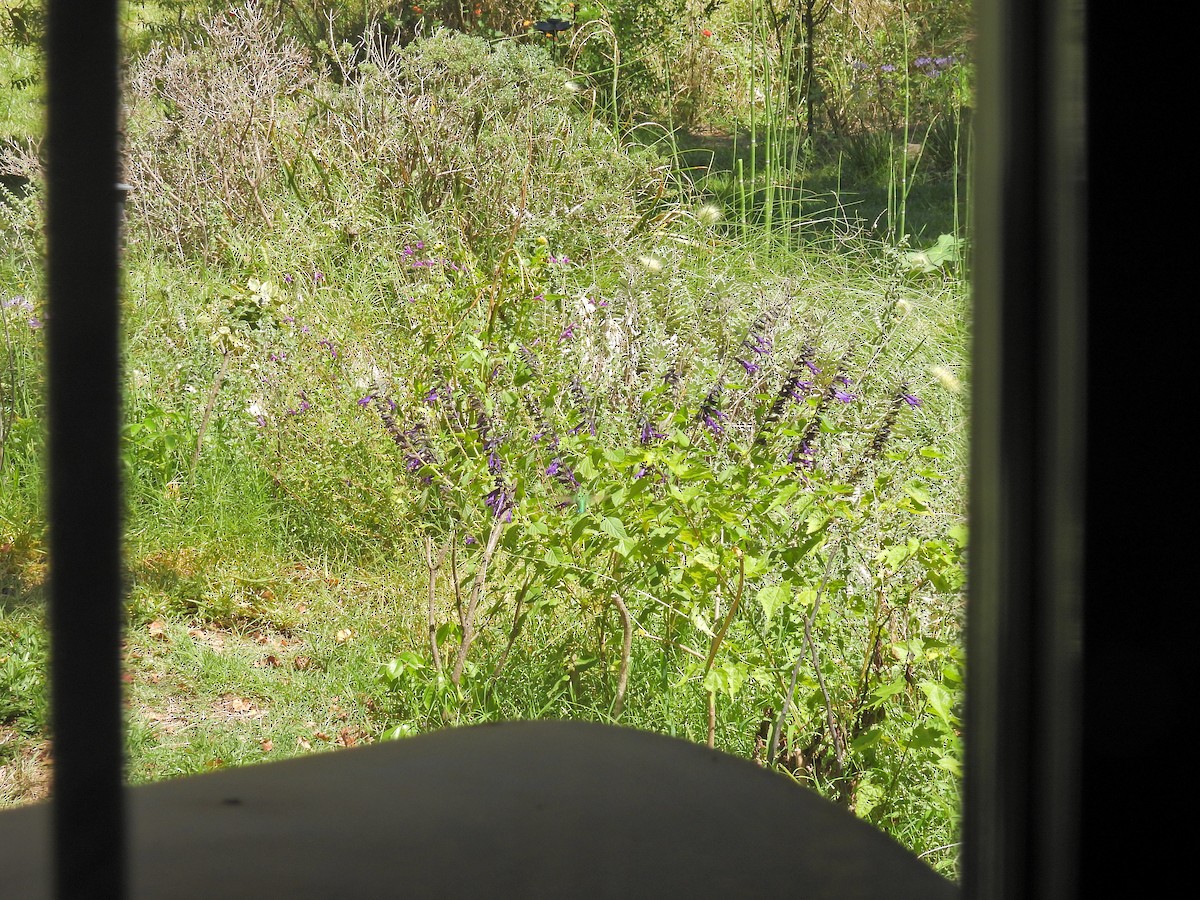 Glittering-bellied Emerald - ML650754002