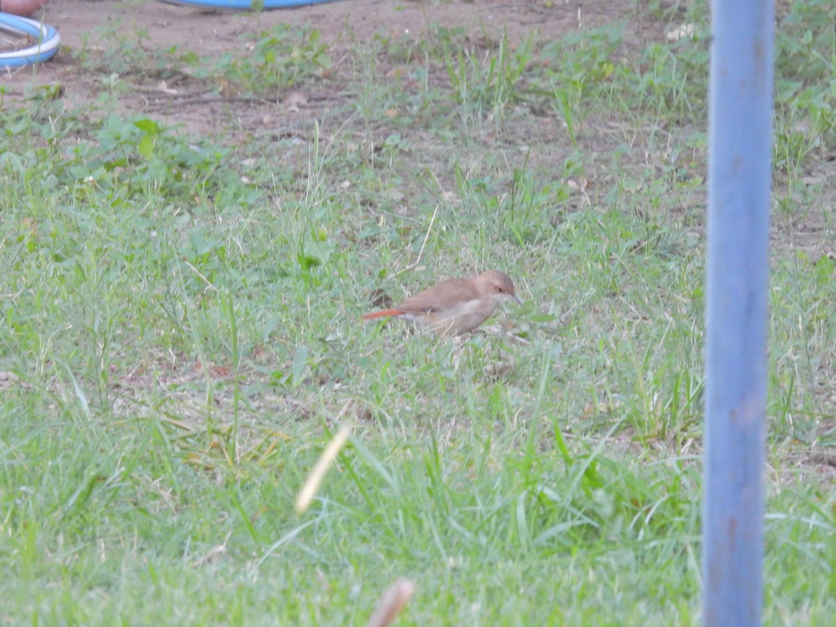 Rufous Hornero - ML650754004