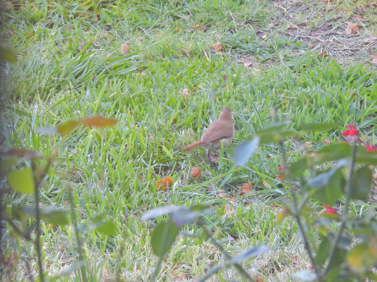 Rufous Hornero - ML650754005