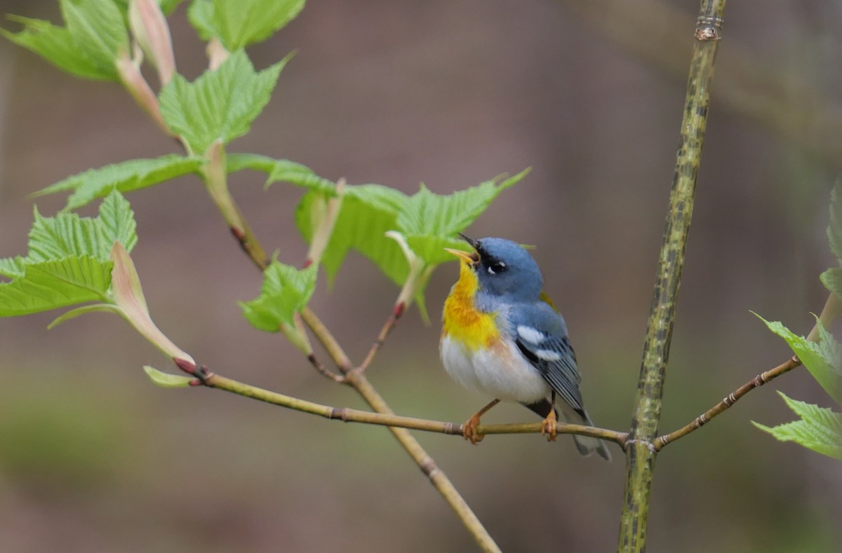Northern Parula - ML650754007