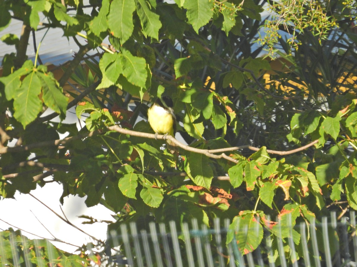 Great Kiskadee - ML650754012