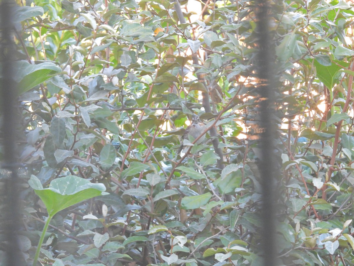 Rufous-collared Sparrow - ML650754016