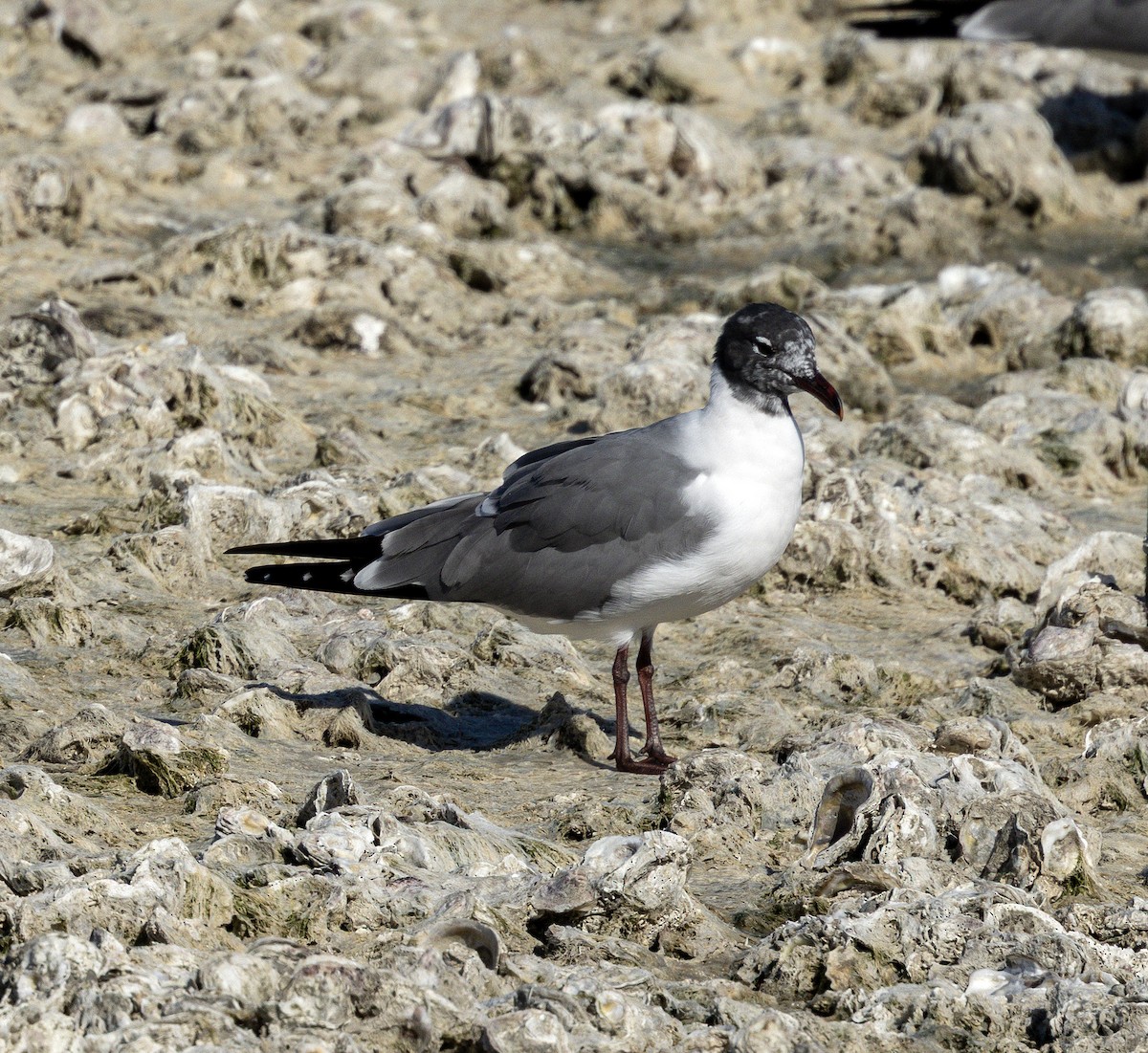 Laughing Gull - ML650754300