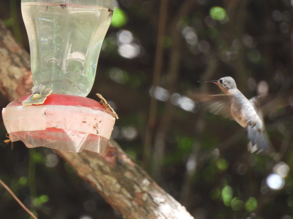 Buffy Hummingbird - ML650754573