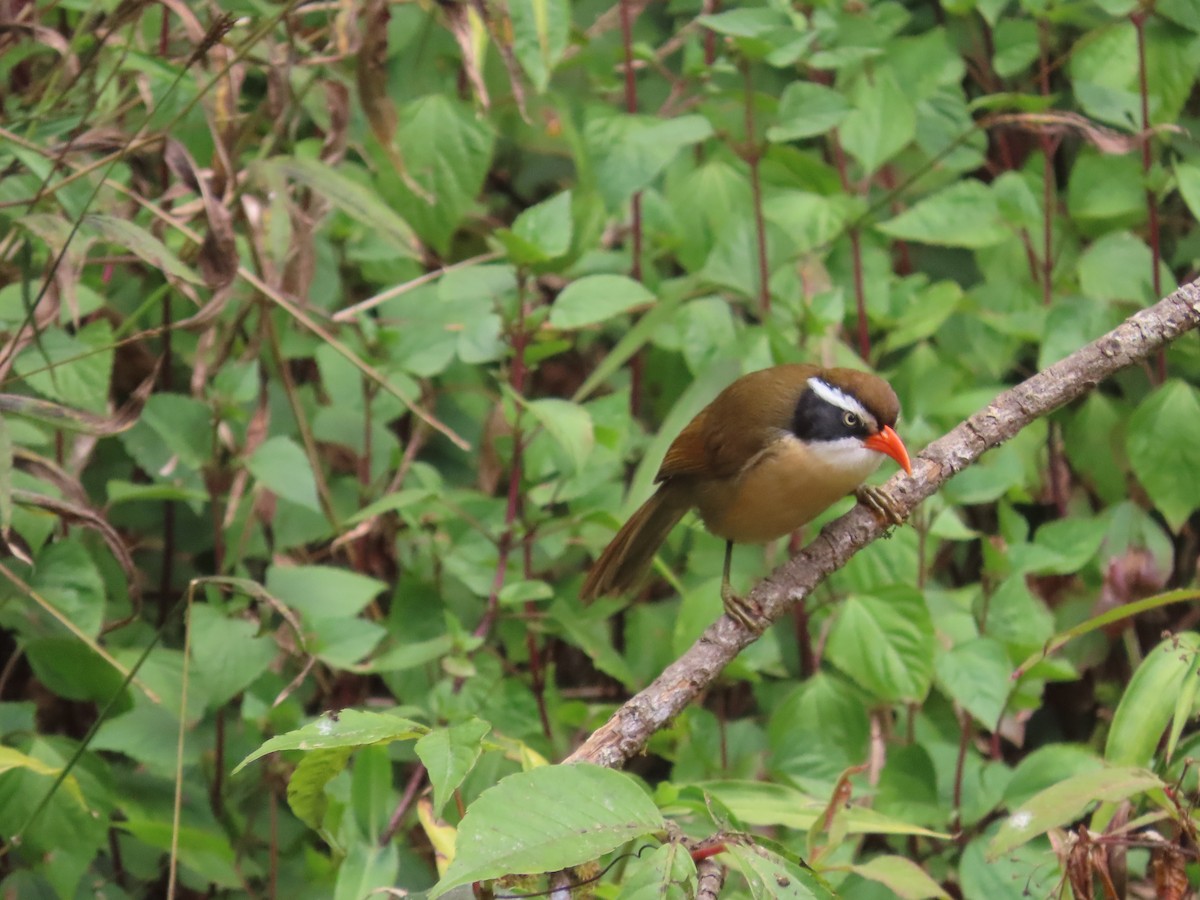 Brown-crowned Scimitar-Babbler - ML650754657
