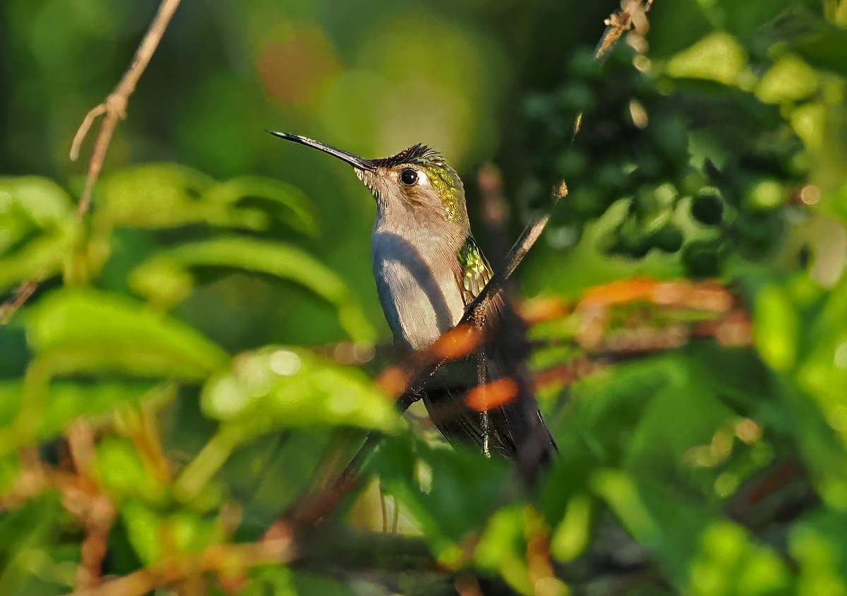 mexicosabelvinge (pampa) - ML650754846