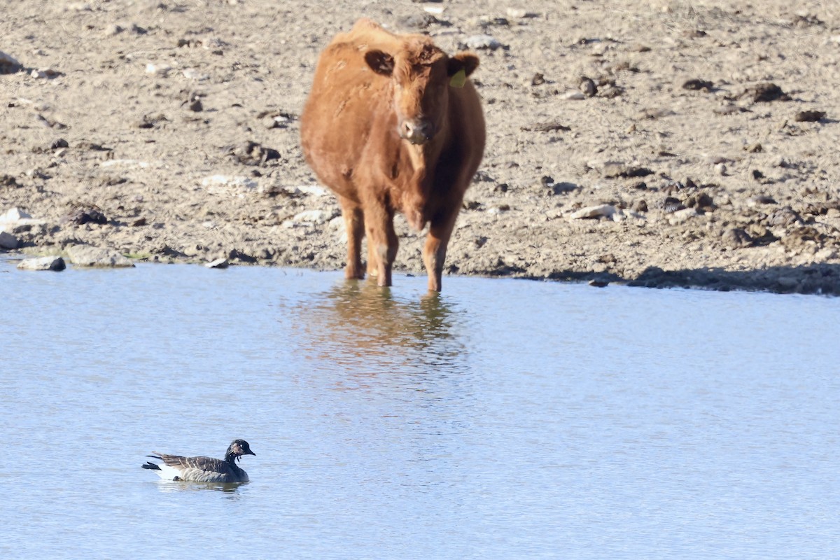 berneška malá - ML650755111