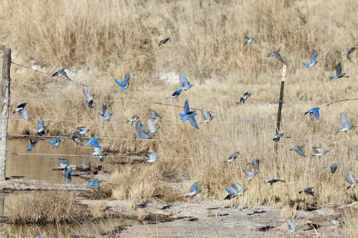 salašník horský - ML650755160