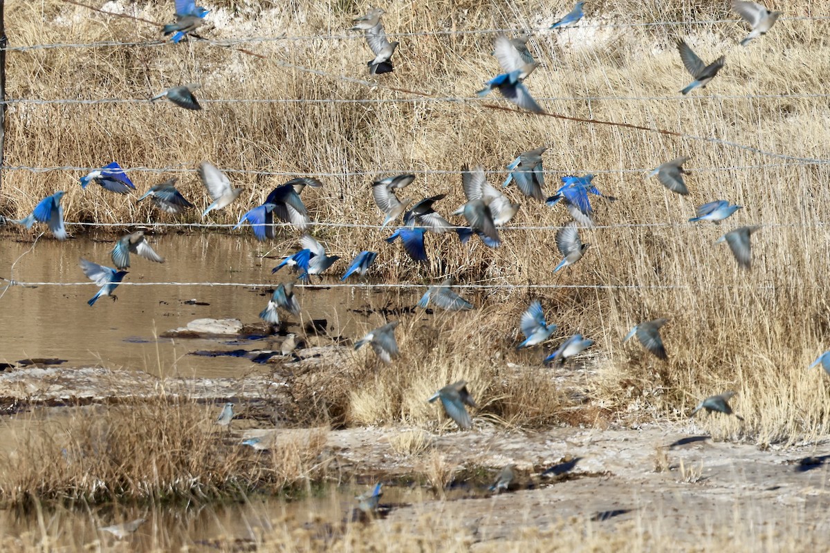 salašník horský - ML650755190