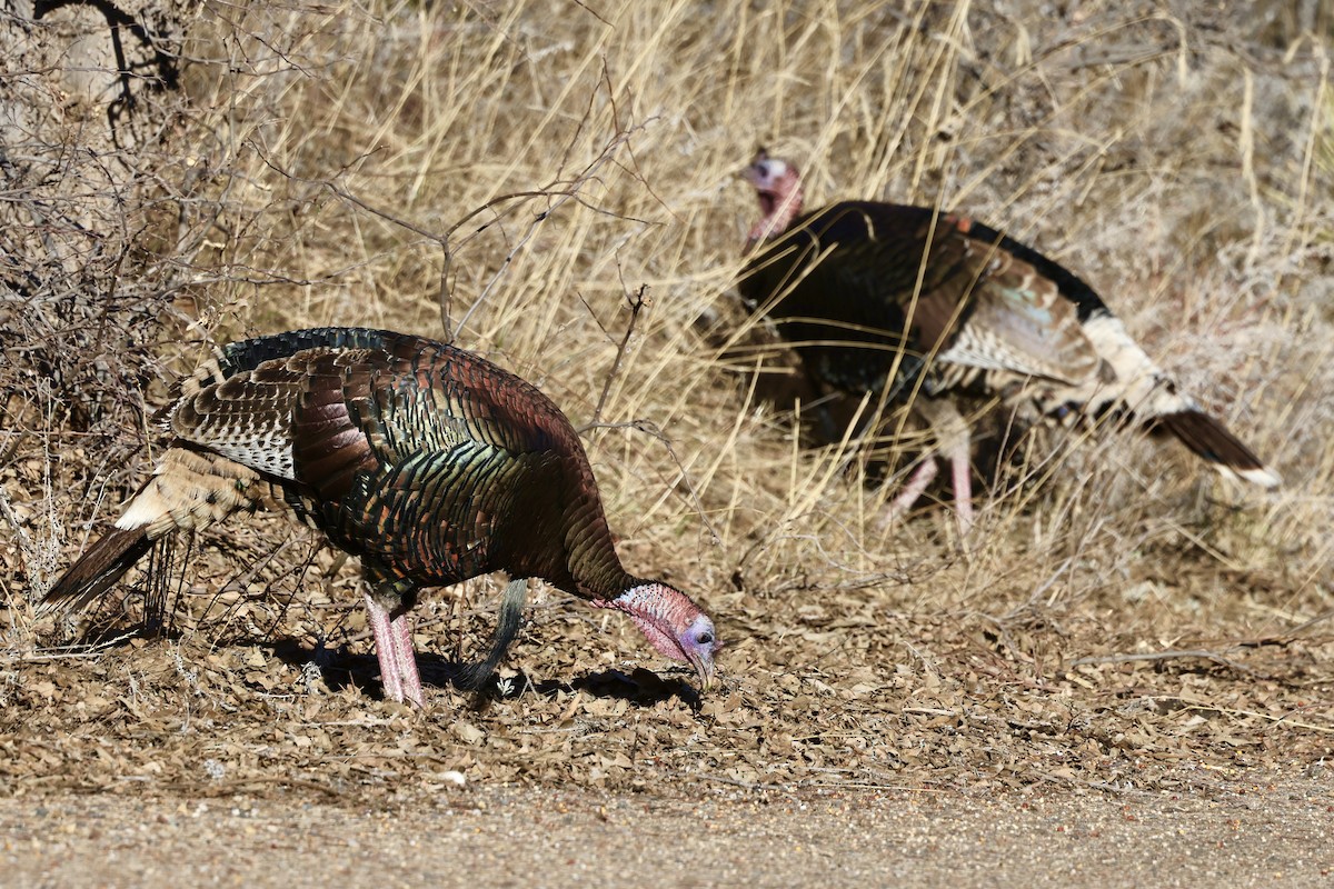 krocan divoký - ML650755311