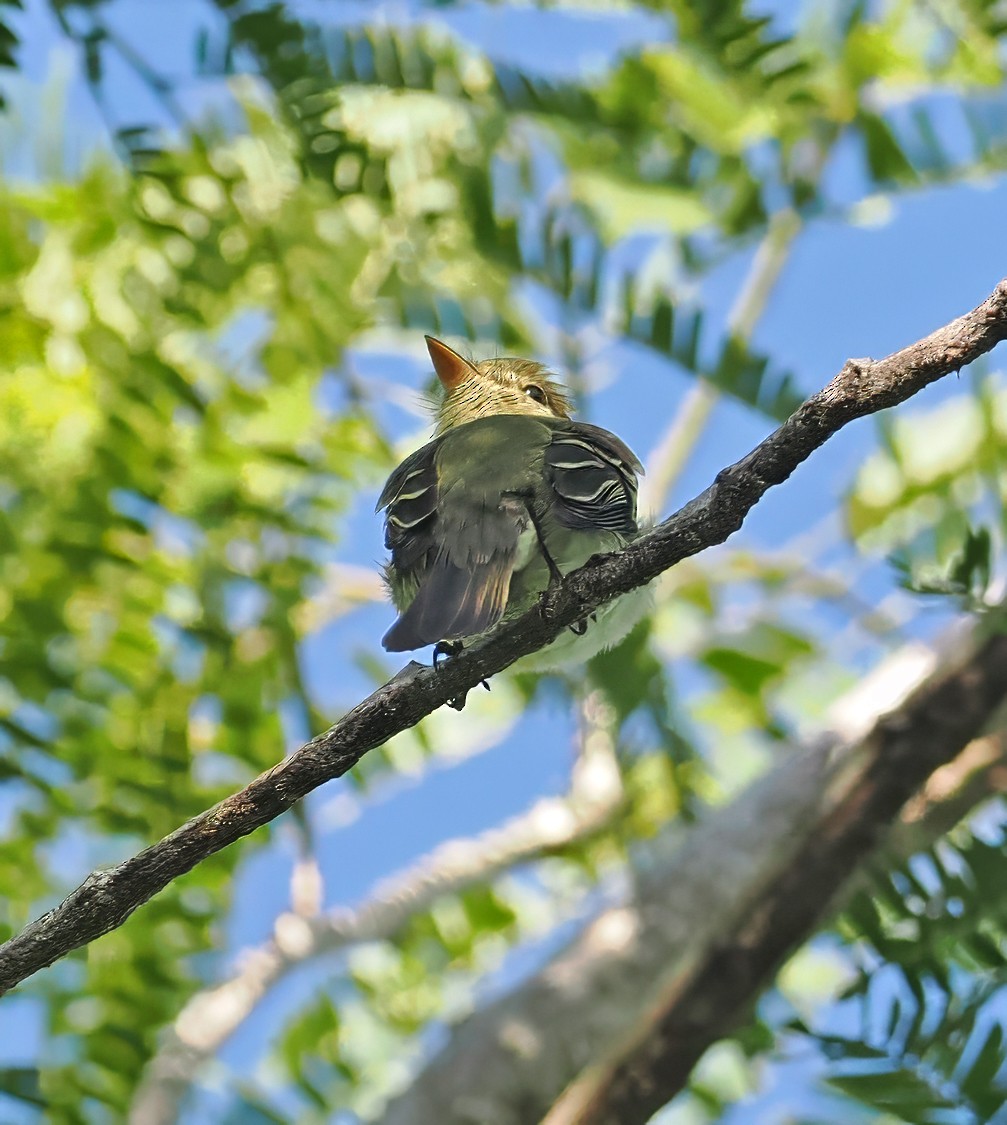 Sarı Karınlı Boreal Sinekkapan - ML650755356
