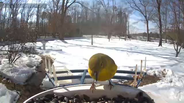 Kiefernwaldsänger - ML650755491