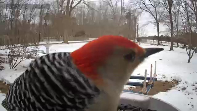 Red-bellied Woodpecker - ML650755746