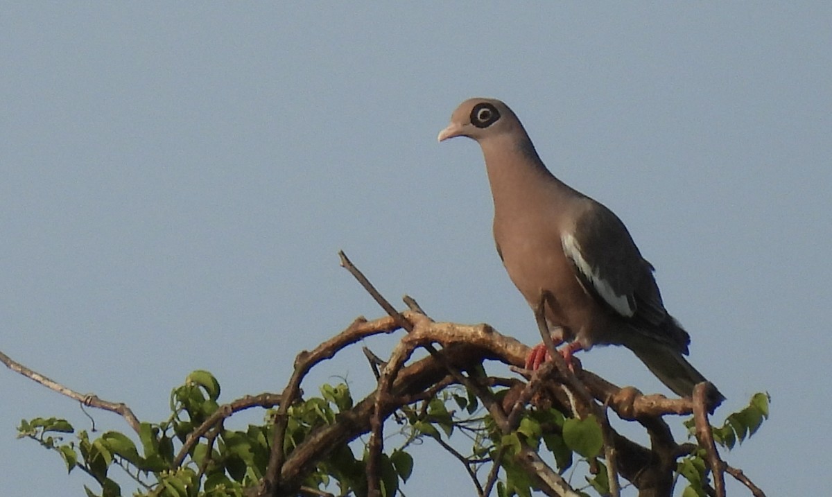 Bare-eyed Pigeon - ML650755799