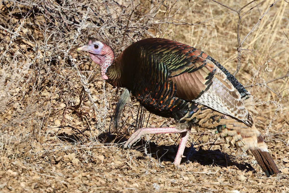 krocan divoký - ML650755824