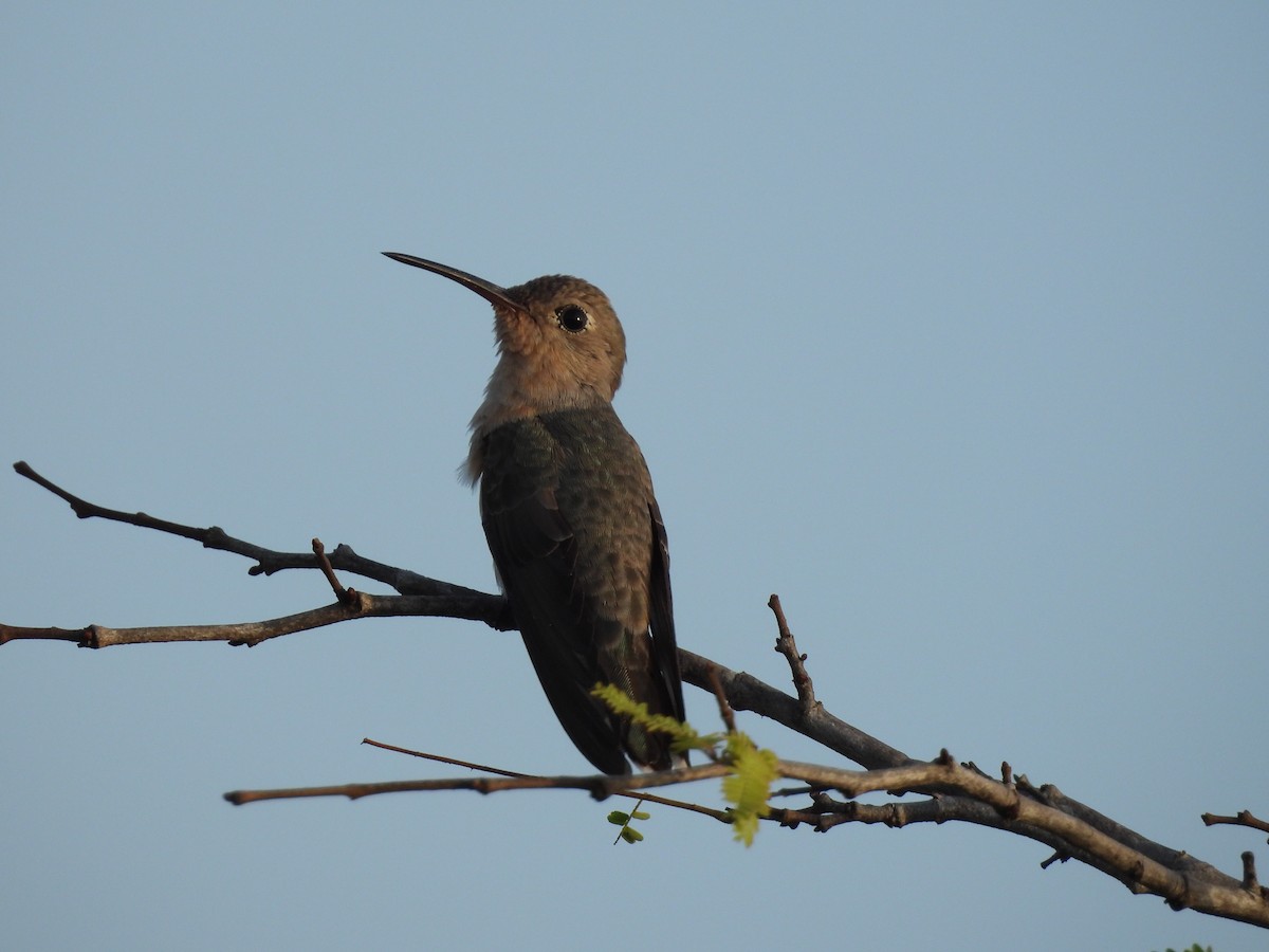 Buffy Hummingbird - ML650755845