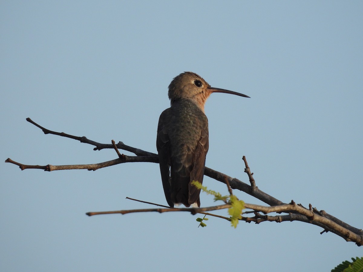 Buffy Hummingbird - ML650755846