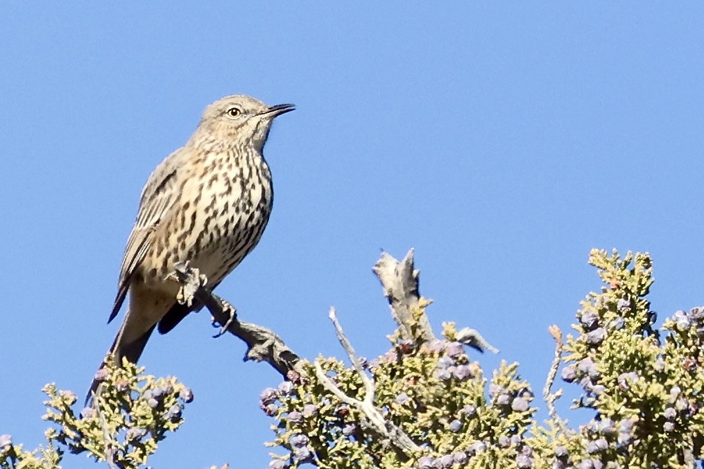 drozdec horský - ML650755886