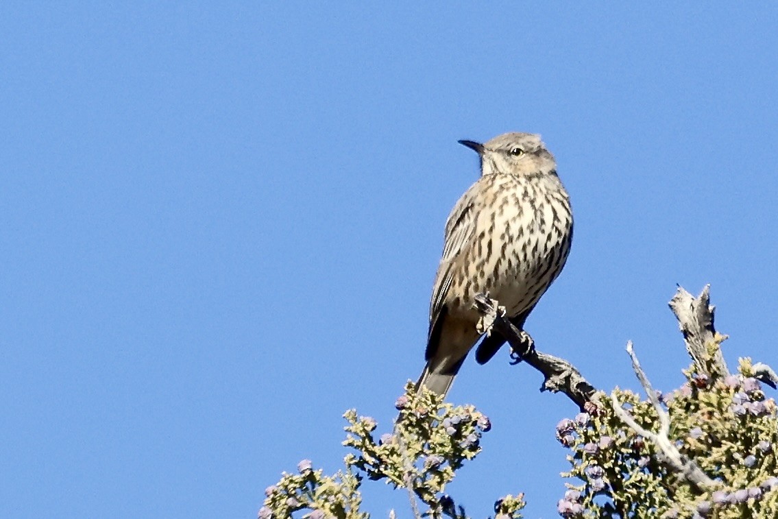 drozdec horský - ML650755891